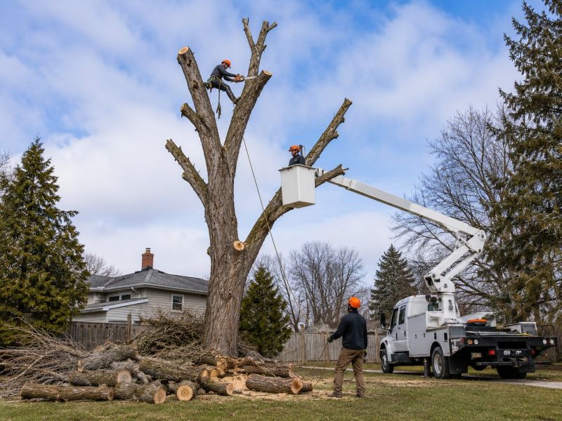 Dogwood Tree Removal in San Jose, CA