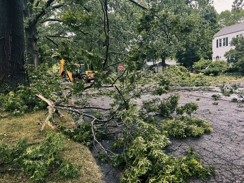 Fallen Tree on Roadside