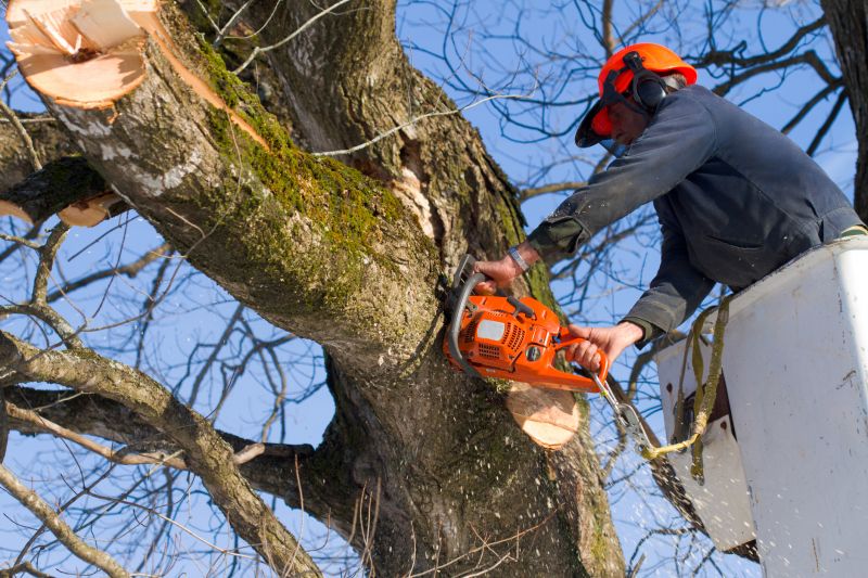 Tree Cutting in Progress