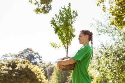 Products For Tree Transplantings in use