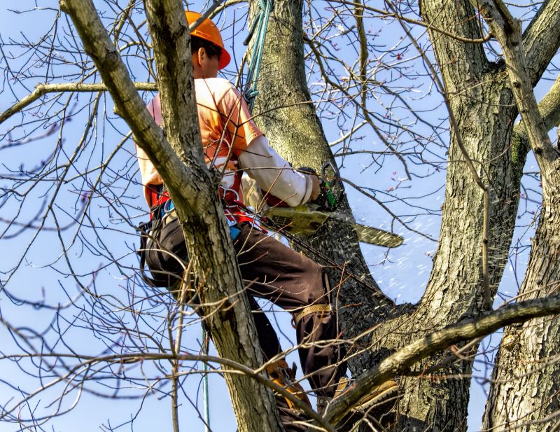 Why Hiring Professionals For Tree Removal Is Essential